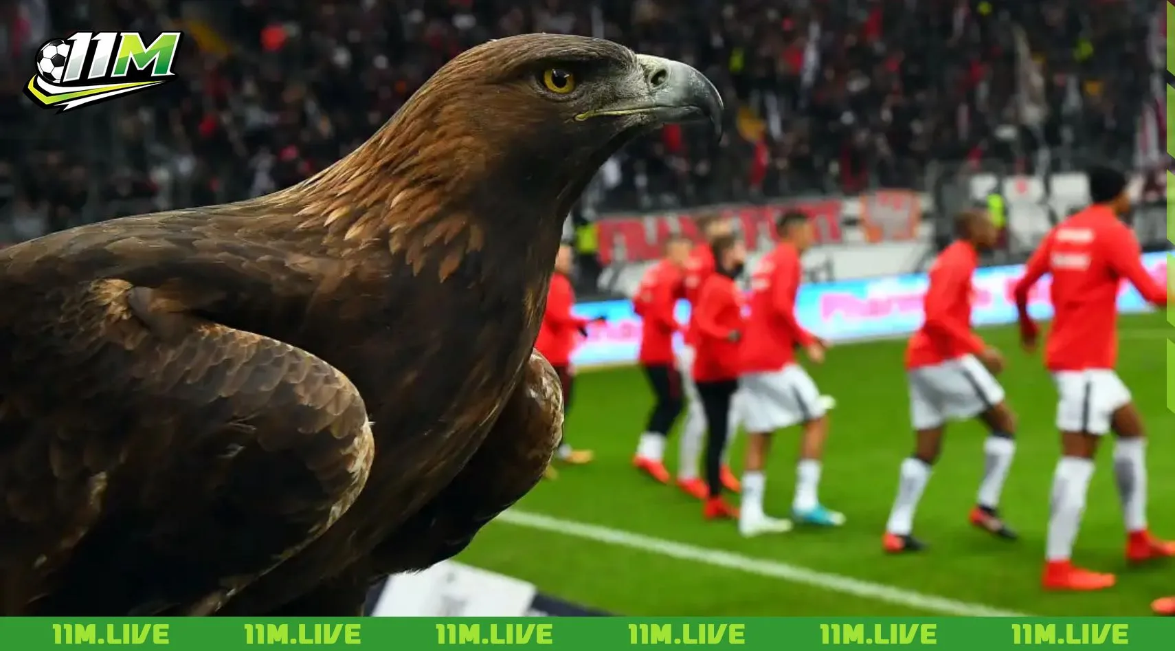 câu lạc bộ bóng đá frankfurt