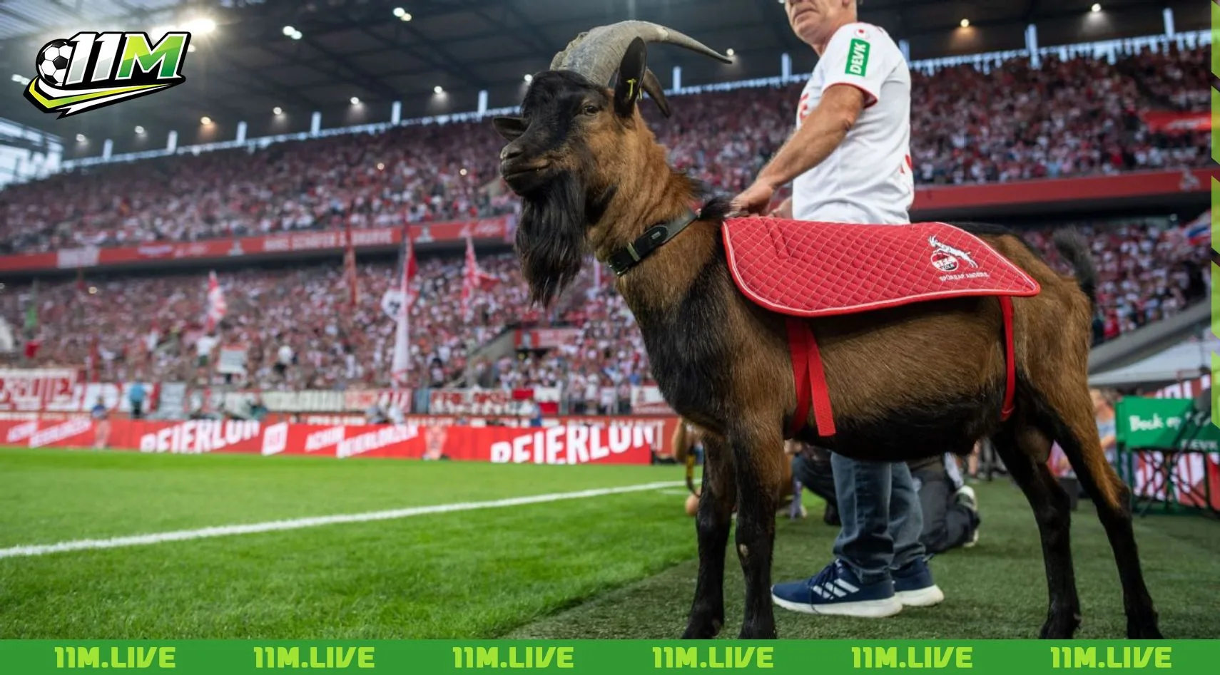 câu lạc bộ bóng đá koln